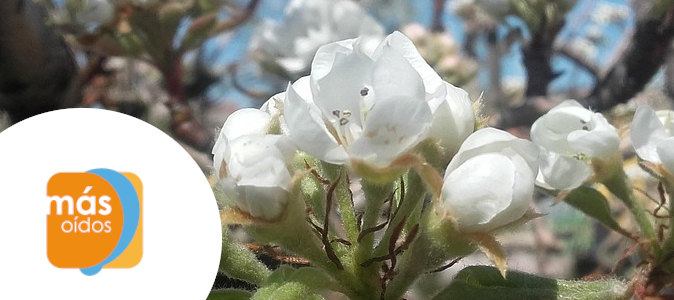 La primavera afecta a tus oídos